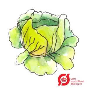 Iceberg salat - frø (øko)