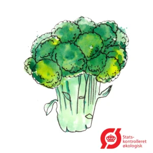 Broccoli - frø (øko)