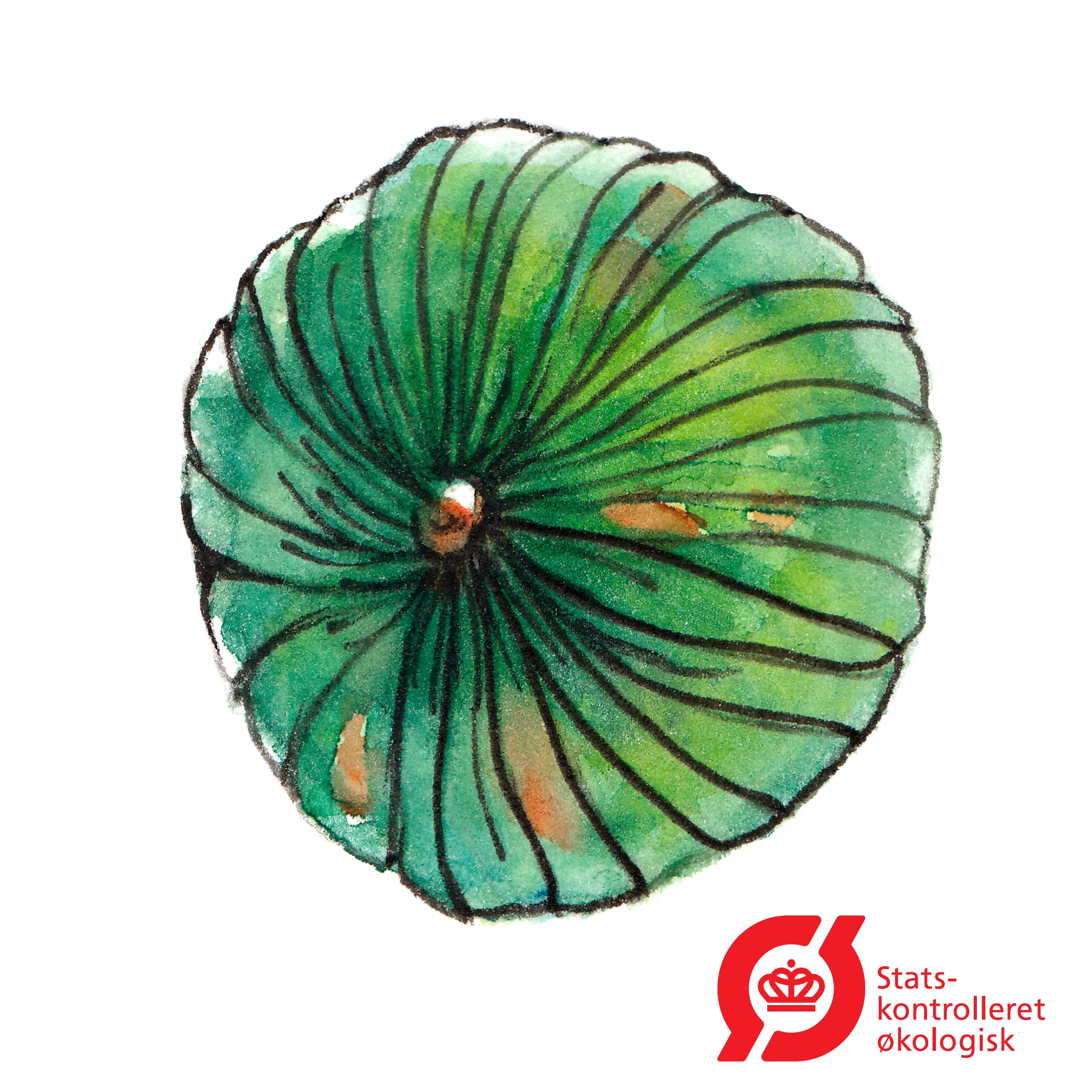 Squash - Grøn Hokkaido - frø (øko)