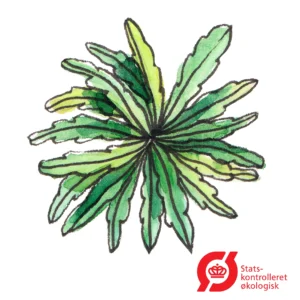 Rucola