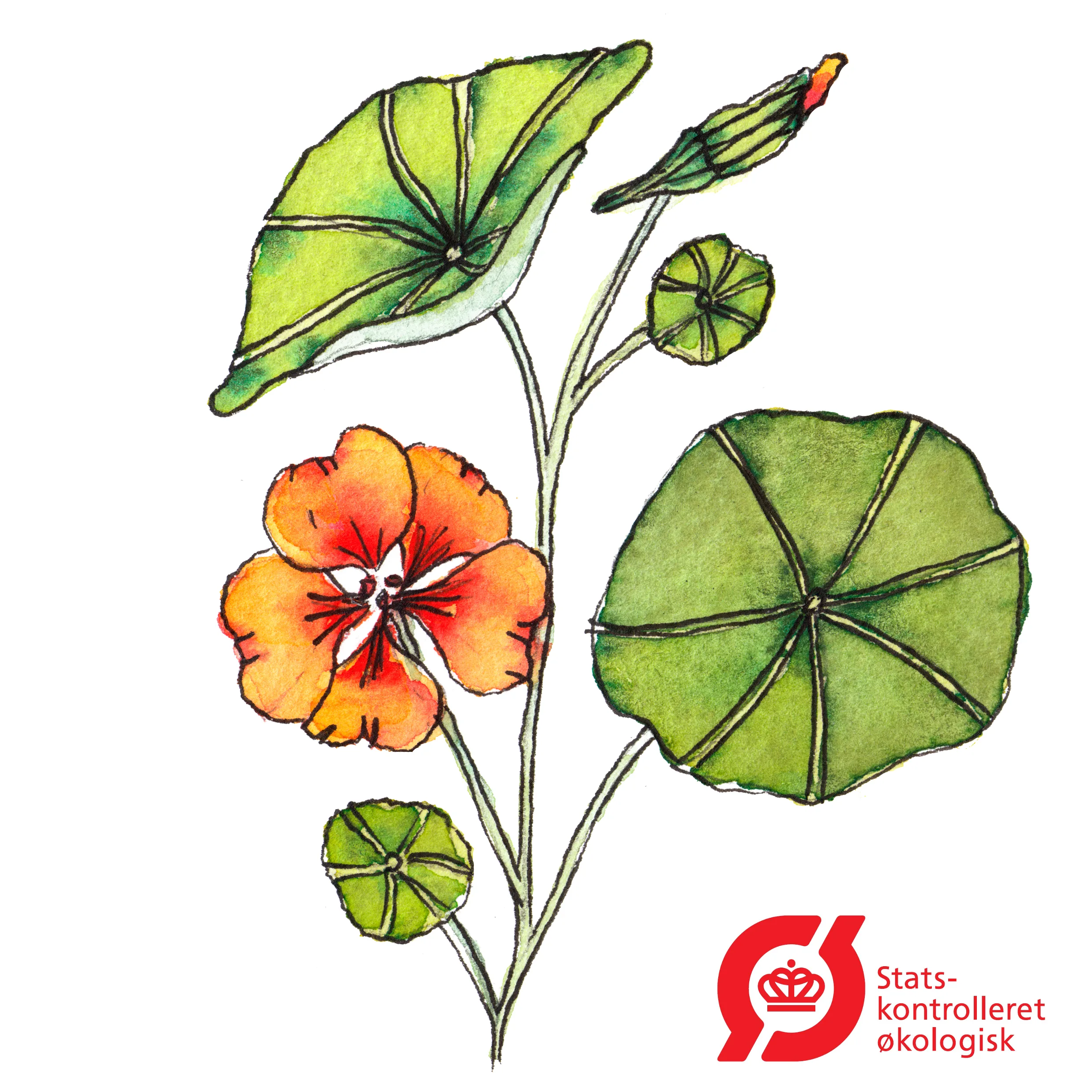 Tallerkensmækker - frø (øko)